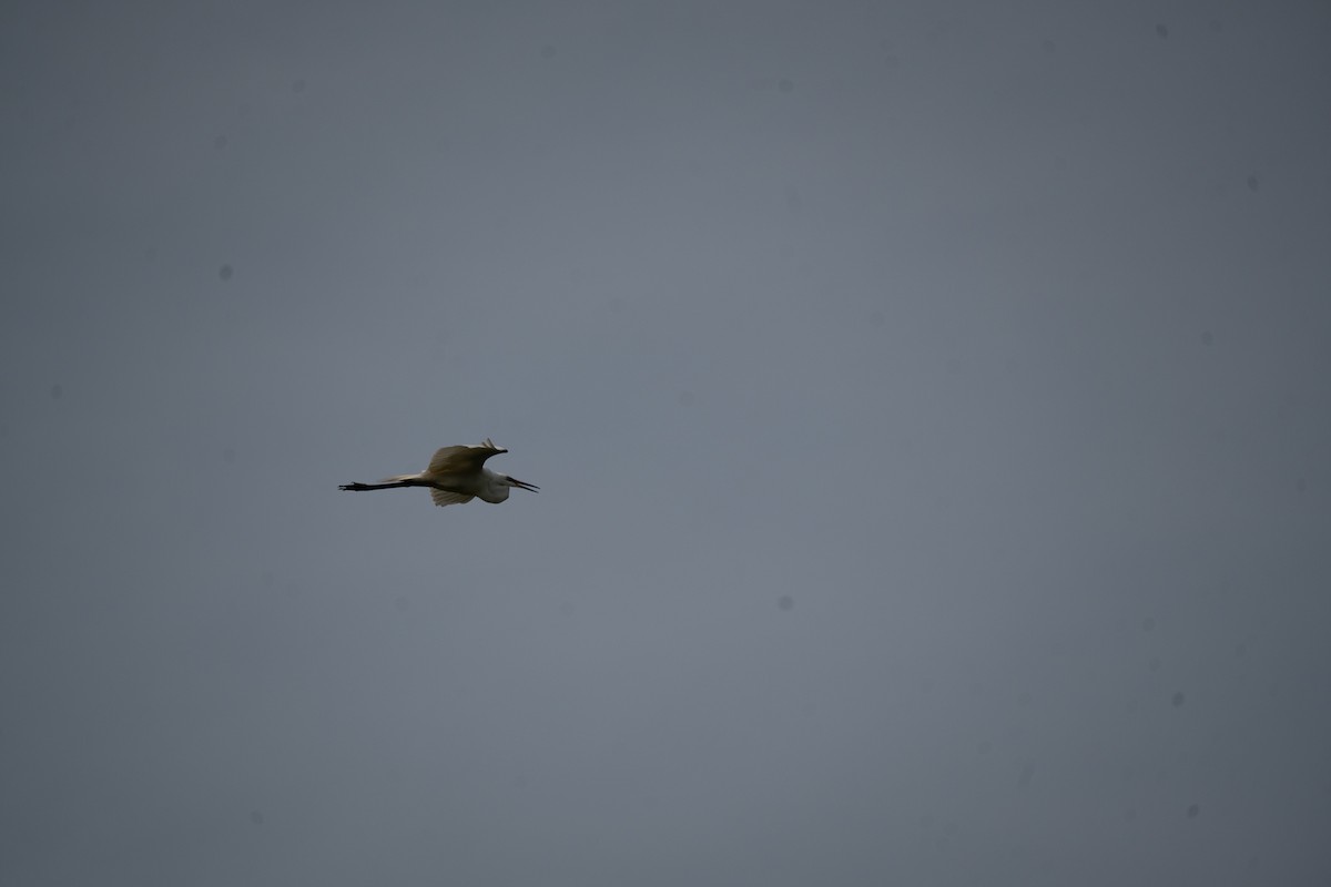 Great Egret - ML621778562