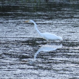 Great Egret - ML621778576