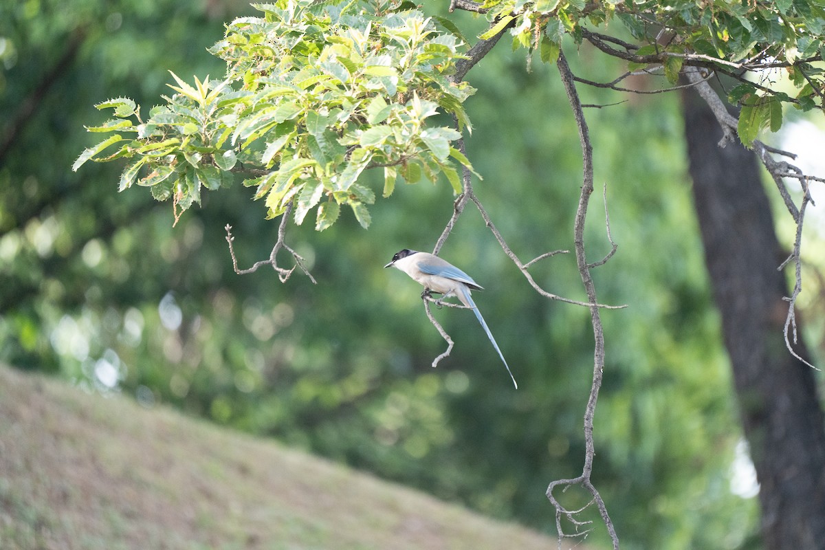 Azure-winged Magpie - ML621778580