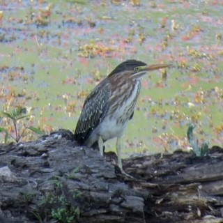 Green Heron - ML621778582
