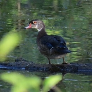 Wood Duck - ML621778589