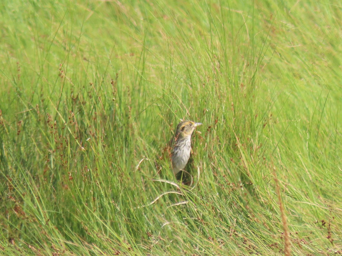 Saltmarsh Sparrow - ML621778592