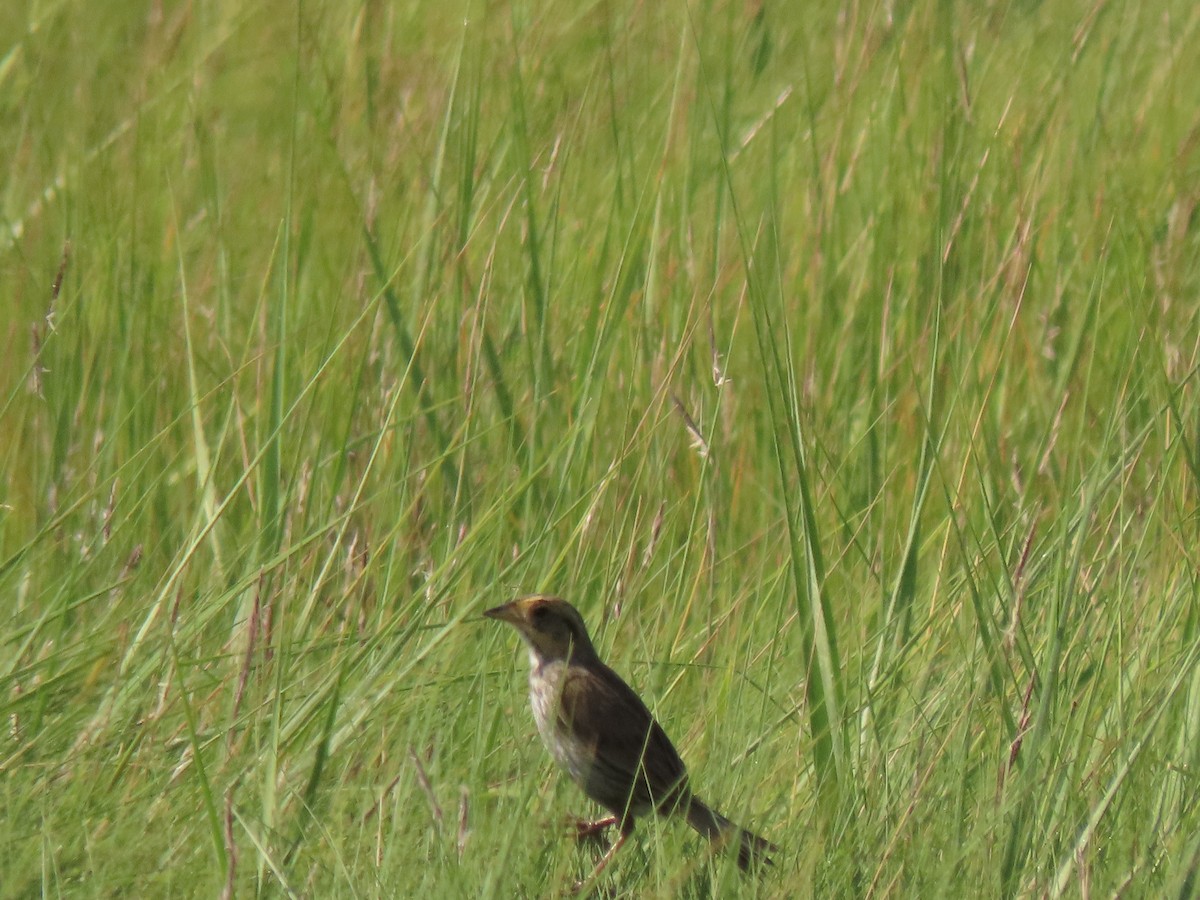 Saltmarsh Sparrow - ML621778593