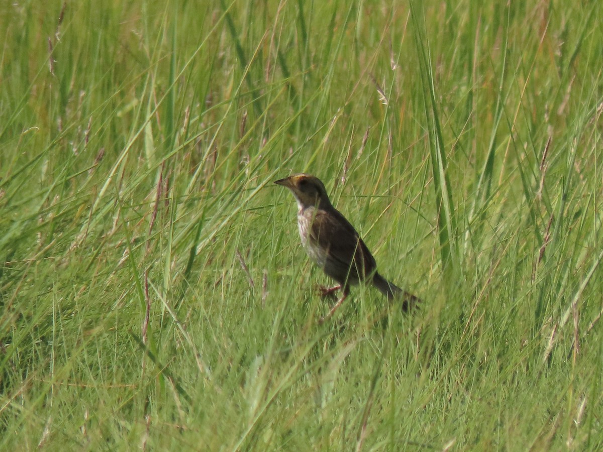 Bruant à queue aiguë - ML621778596