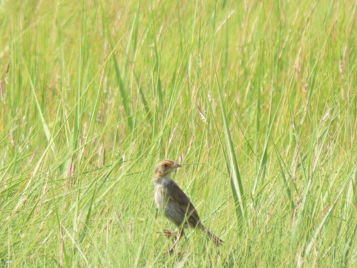 Saltmarsh Sparrow - ML621778602