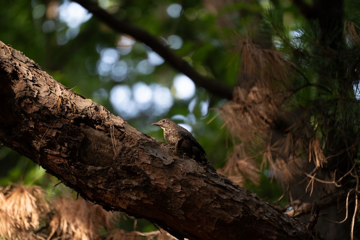 Chinese Blackbird - ML621778615