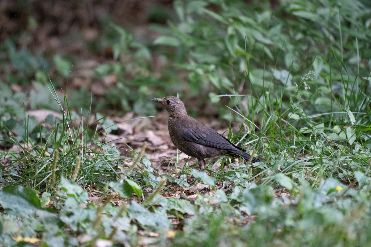 Chinese Blackbird - ML621778618