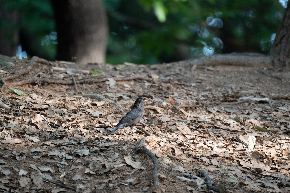 Chinese Blackbird - ML621778619