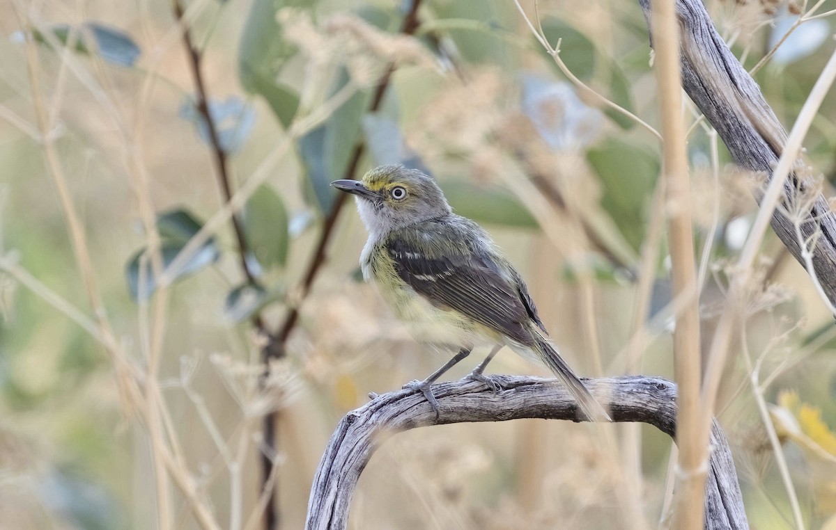 White-eyed Vireo - ML621778630