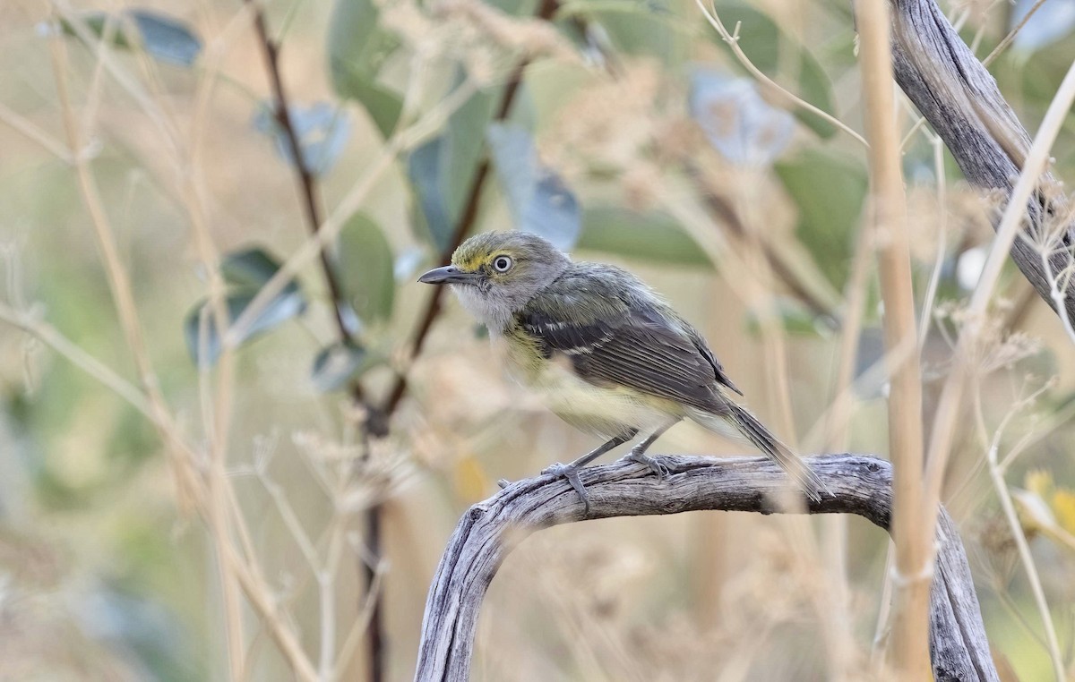 White-eyed Vireo - ML621778631