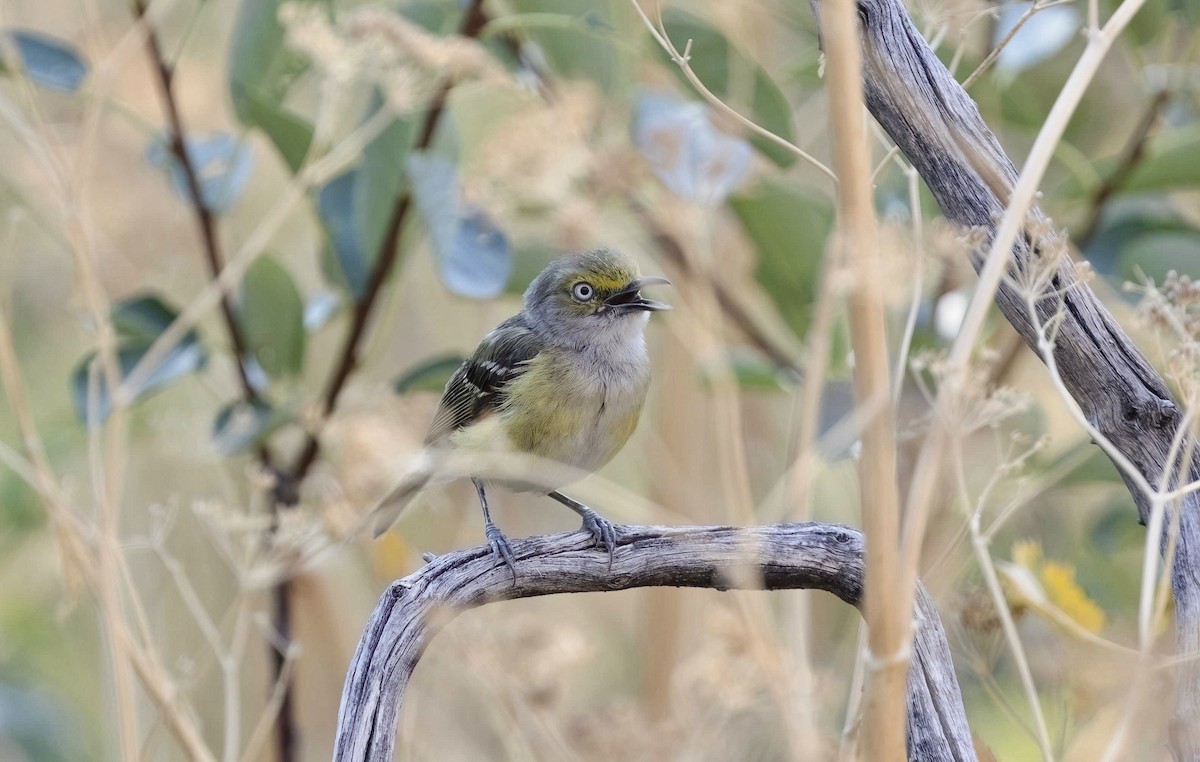 White-eyed Vireo - Timo Mitzen