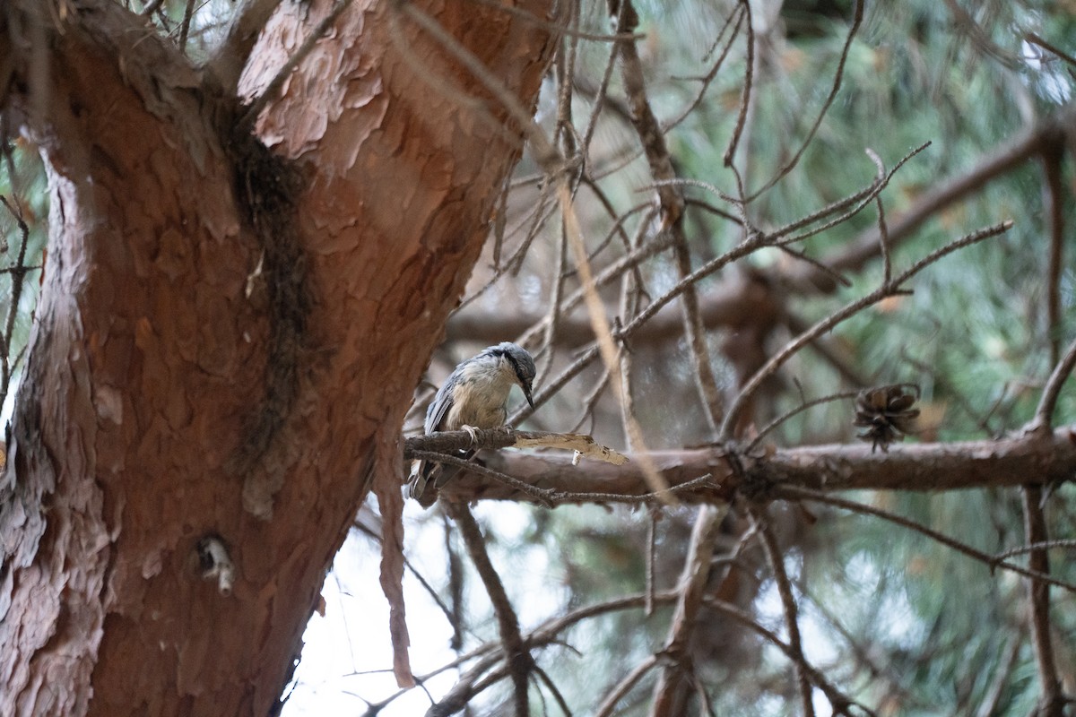 Eurasian Nuthatch (Buff-bellied) - ML621778695