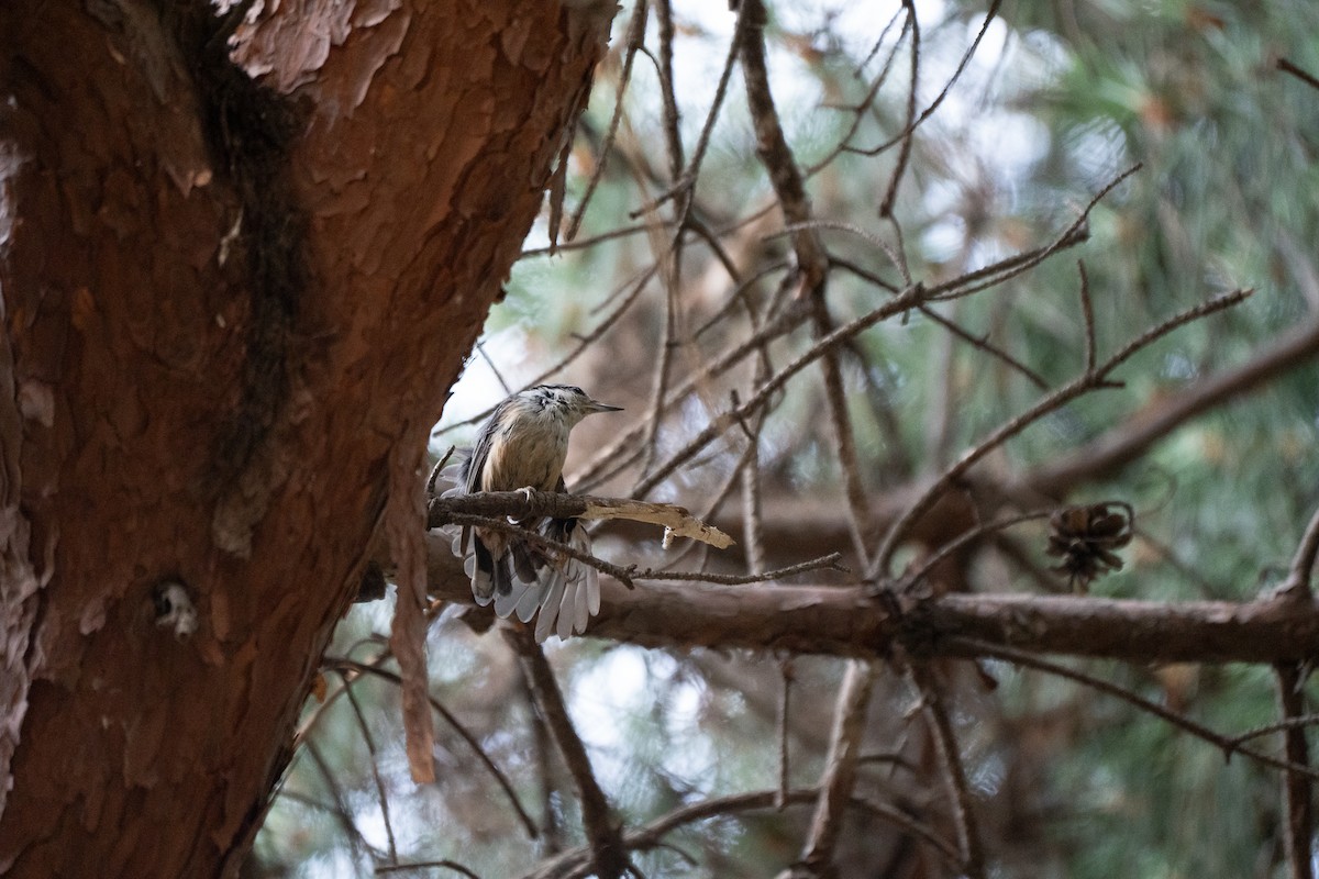 Eurasian Nuthatch (Buff-bellied) - ML621778696