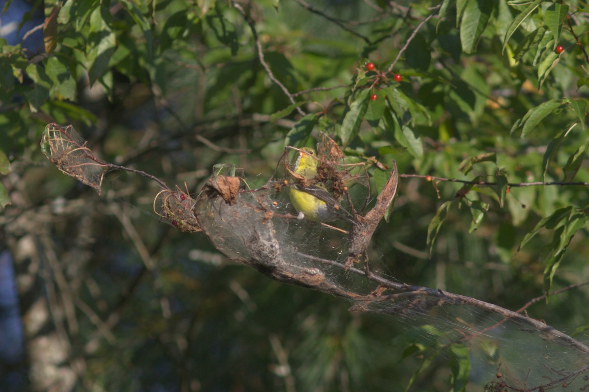 American Goldfinch - Mary Powers