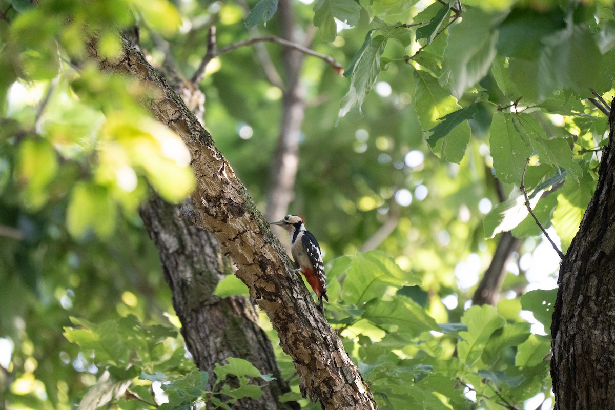 Great Spotted Woodpecker - ML621778706