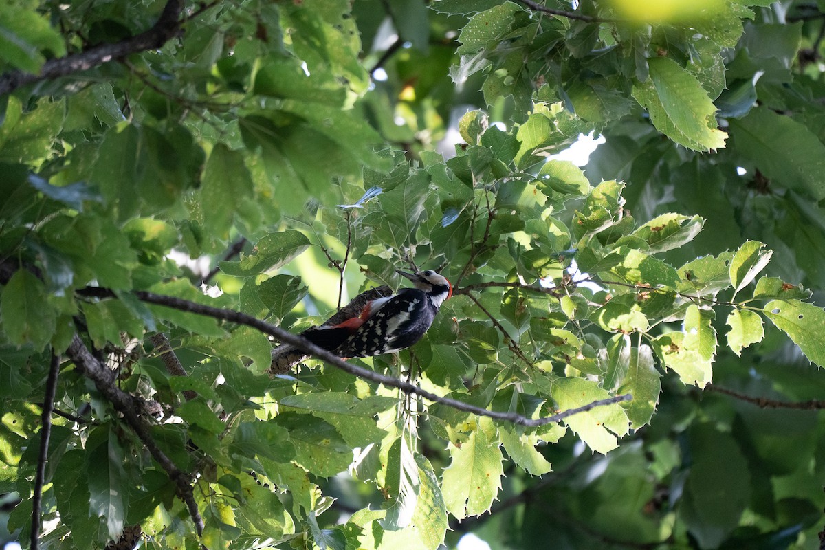 Great Spotted Woodpecker - ML621778707