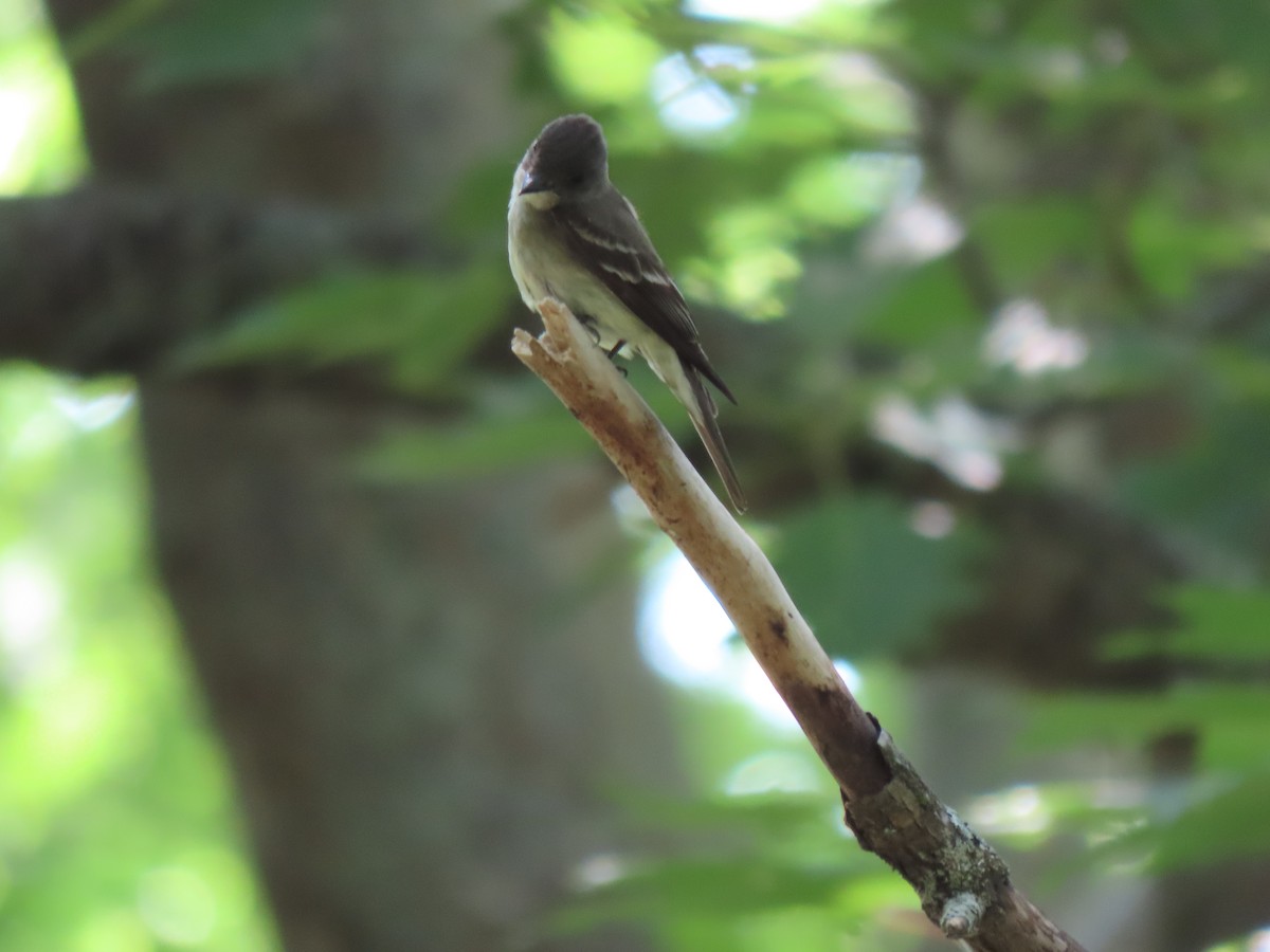 Willow Flycatcher - ML621778709