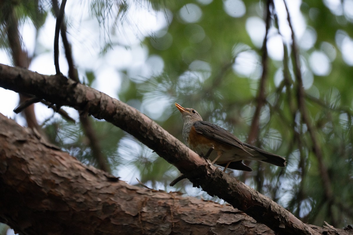 Gray-backed Thrush - ML621778737