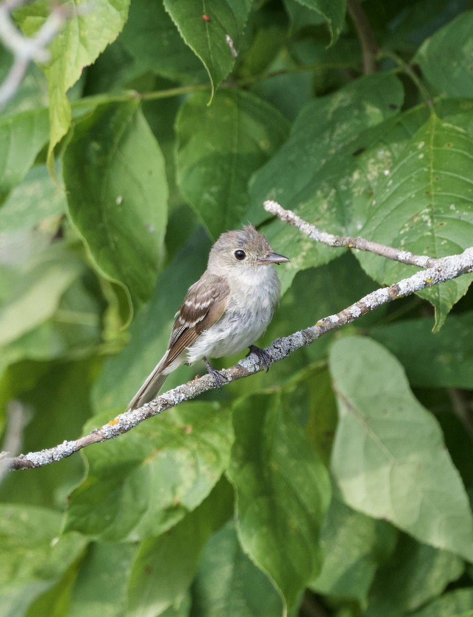 Acadian Flycatcher - ML621778738