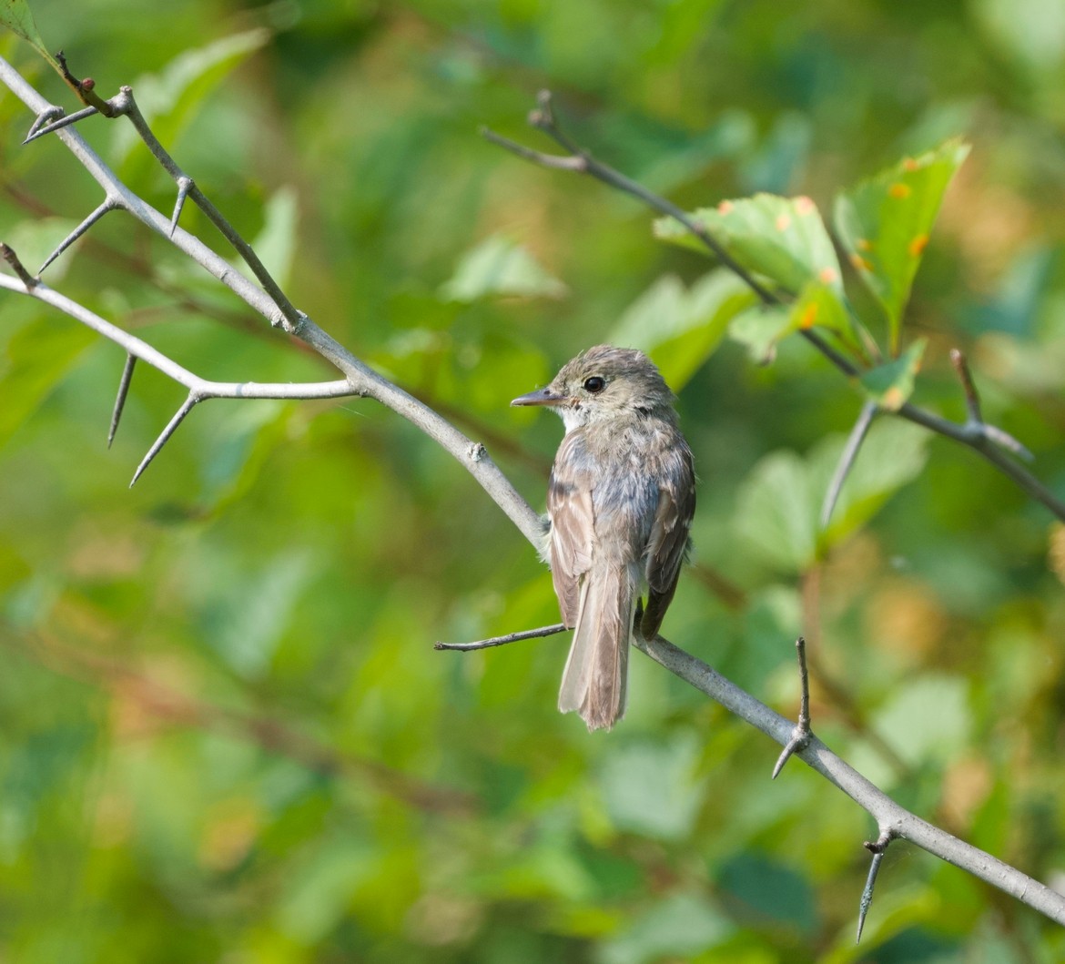 Acadian Flycatcher - ML621778739