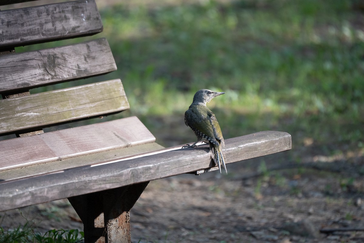 Gray-headed Woodpecker (Gray-headed) - ML621778742