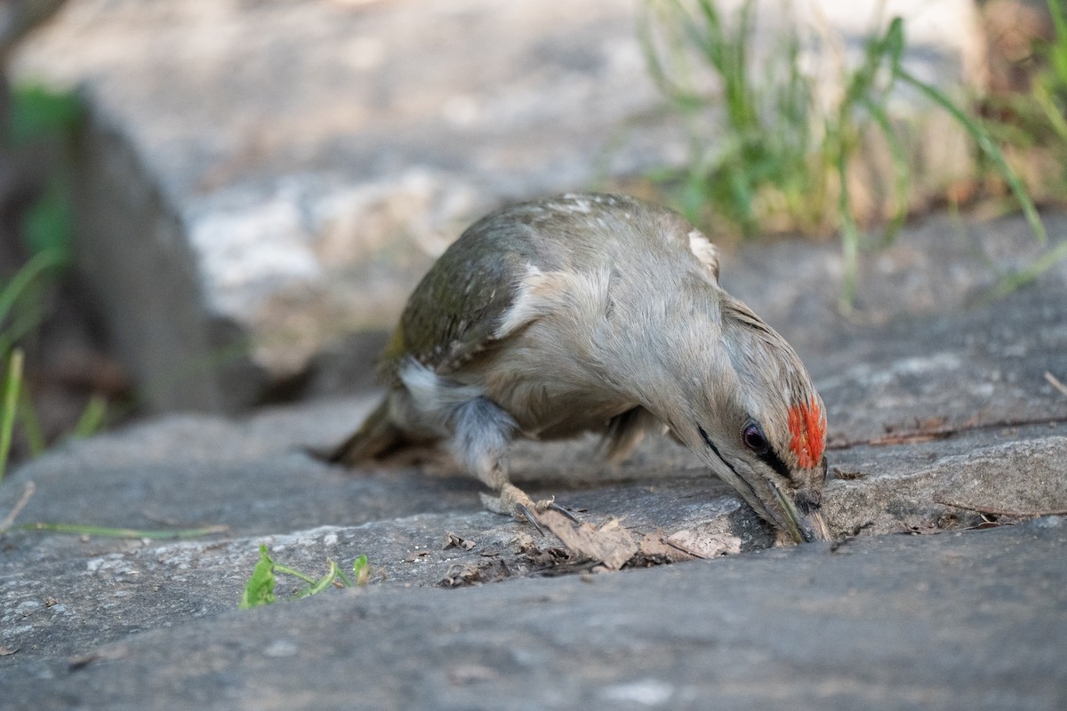 Gray-headed Woodpecker (Gray-headed) - ML621778743