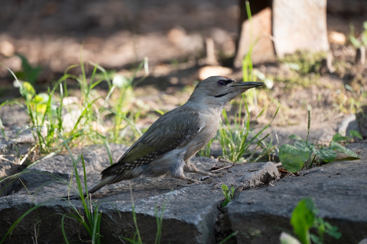 Gray-headed Woodpecker (Gray-headed) - ML621778745