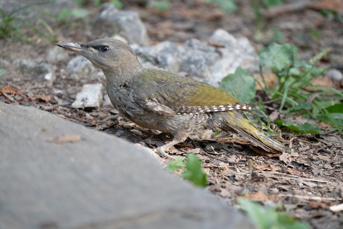 Gray-headed Woodpecker (Gray-headed) - ML621778746