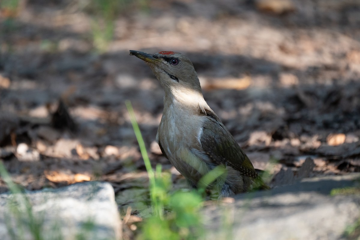 Gray-headed Woodpecker (Gray-headed) - ML621778747