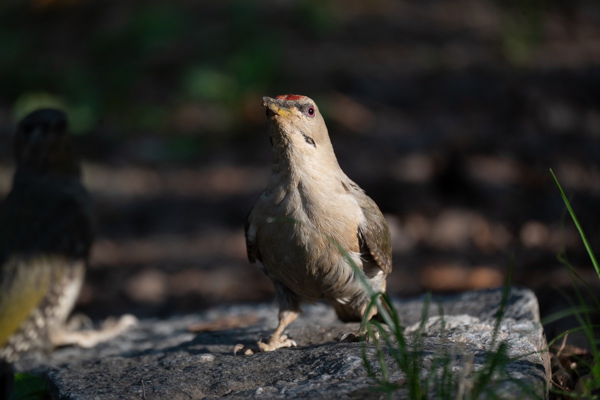 Gray-headed Woodpecker (Gray-headed) - ML621778748