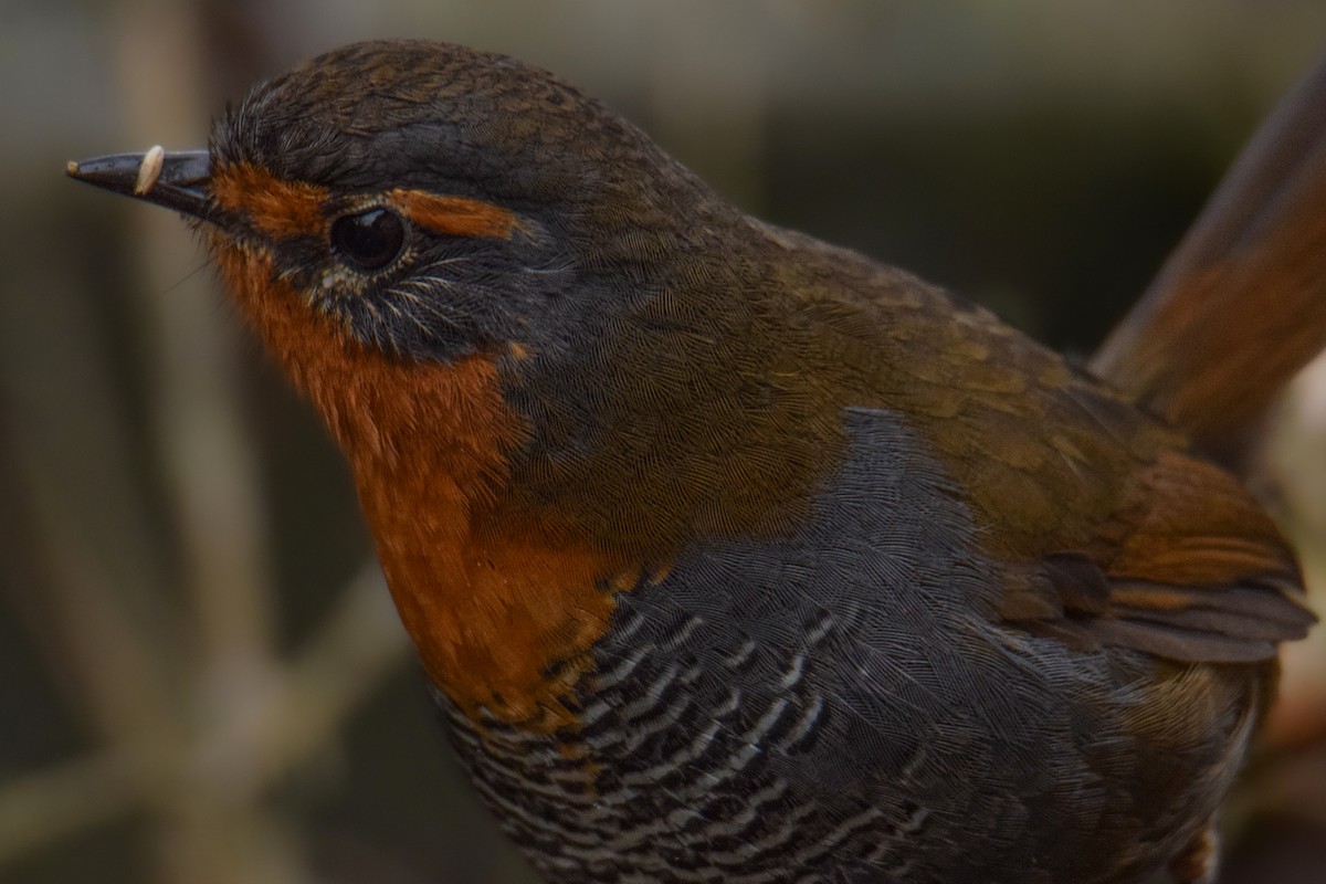 Chucao Tapaculo - ML621778779