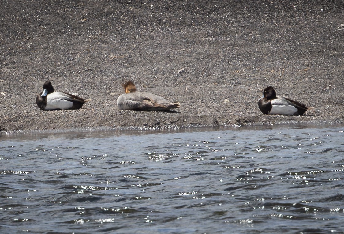 Lesser Scaup - ML621778866