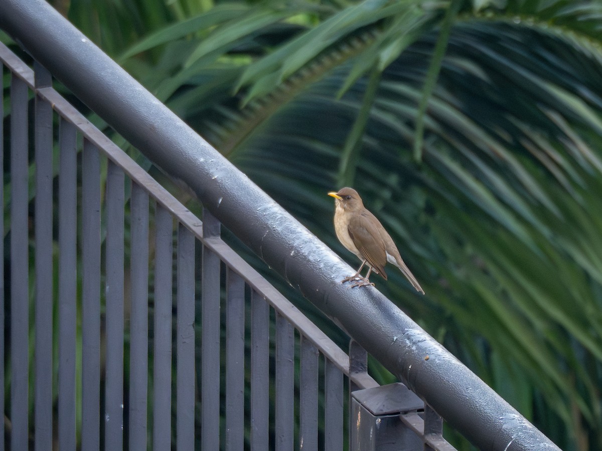 Creamy-bellied Thrush - Vitor Rolf Laubé