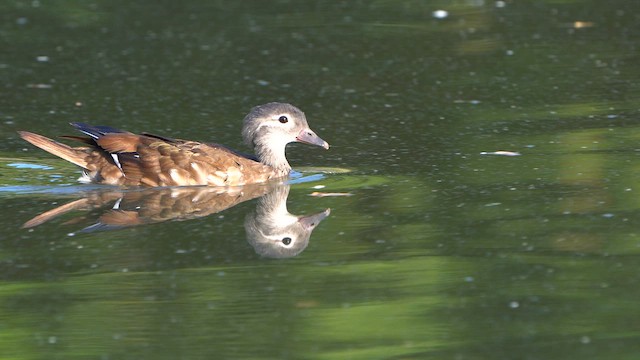 Mandarin Duck - ML621778896