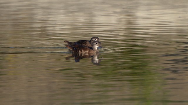 Mandarin Duck - ML621778906