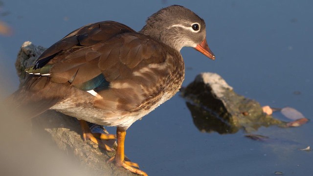 Mandarin Duck - ML621778907
