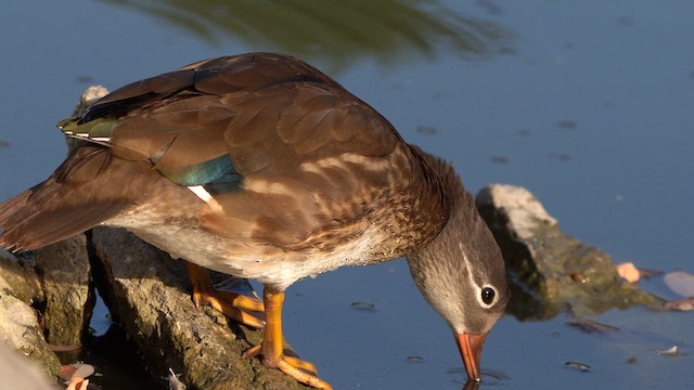 Mandarin Duck - ML621778908