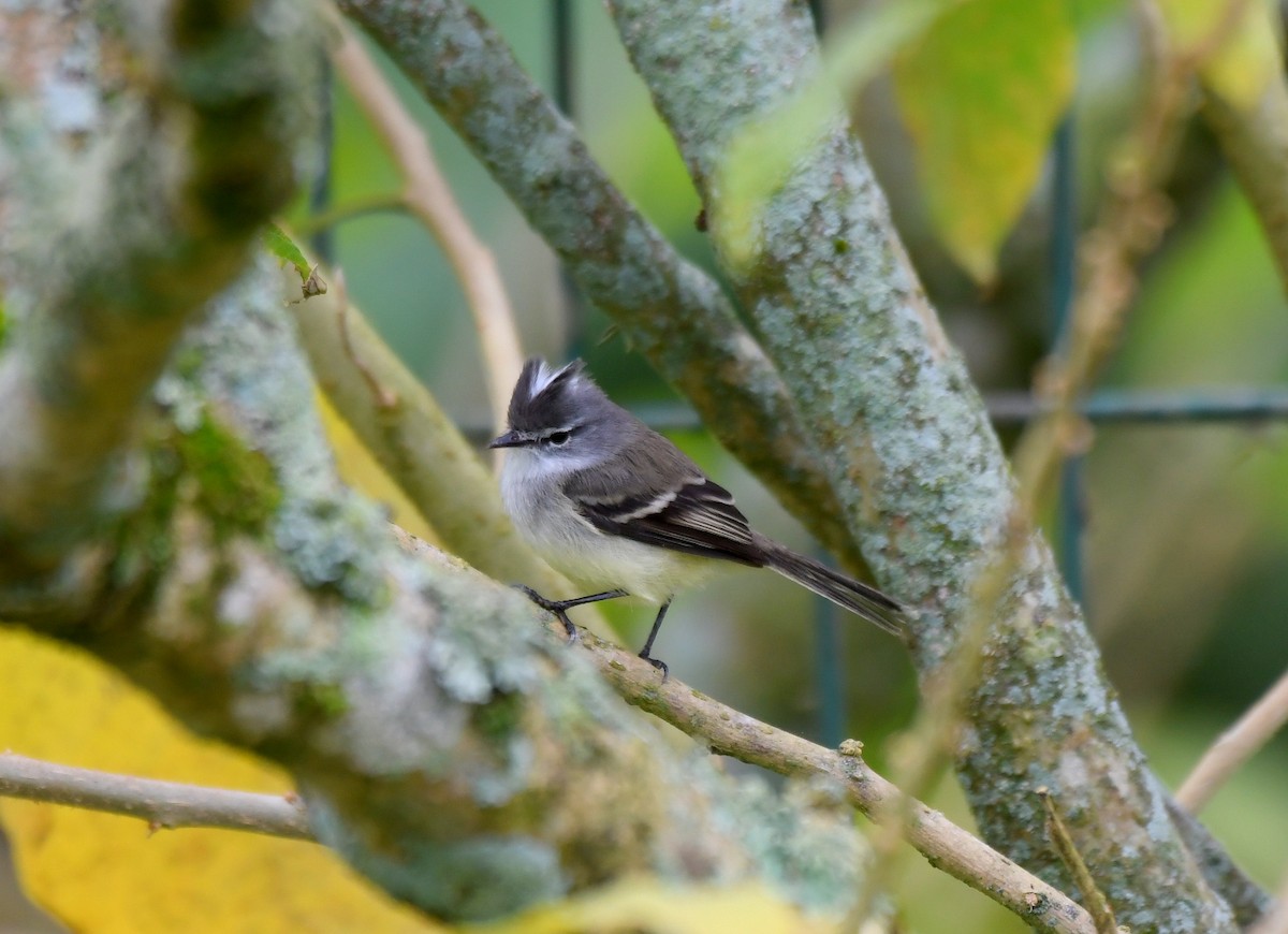 White-crested Tyrannulet - ML621778911