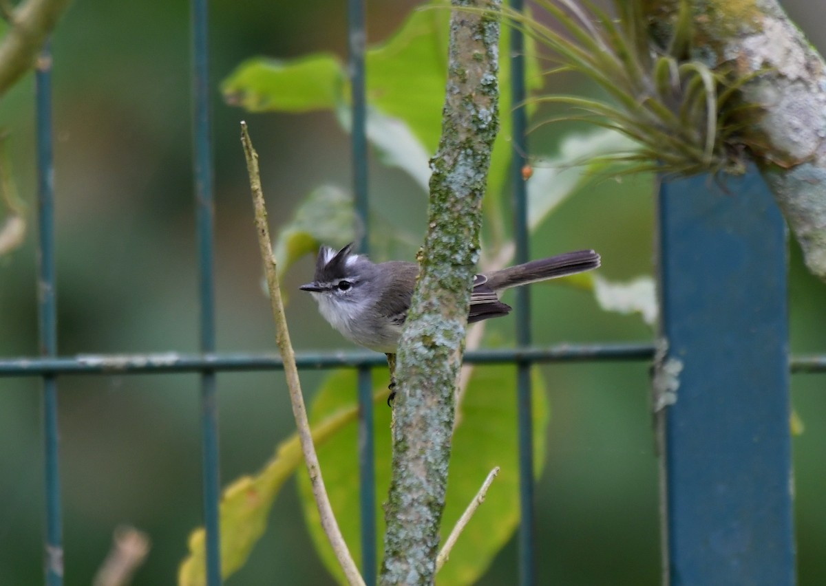 White-crested Tyrannulet - ML621778912