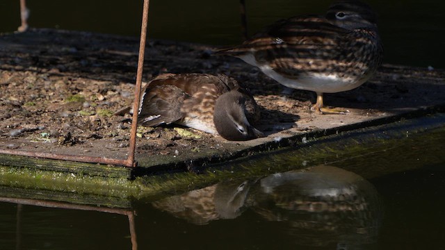 Mandarin Duck - ML621778914