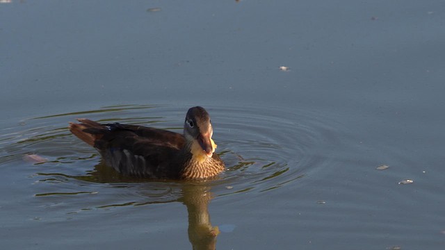 Mandarin Duck - ML621778916