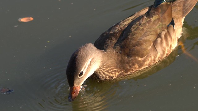 Mandarin Duck - ML621778919