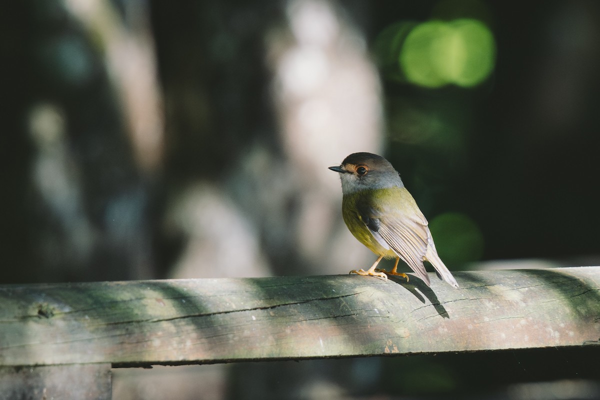 Pale-yellow Robin - ML621778931