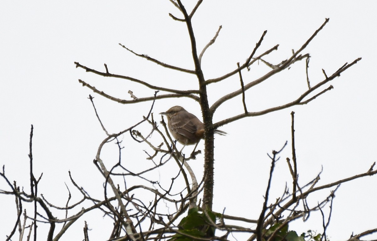 Chalk-browed Mockingbird - ML621778941