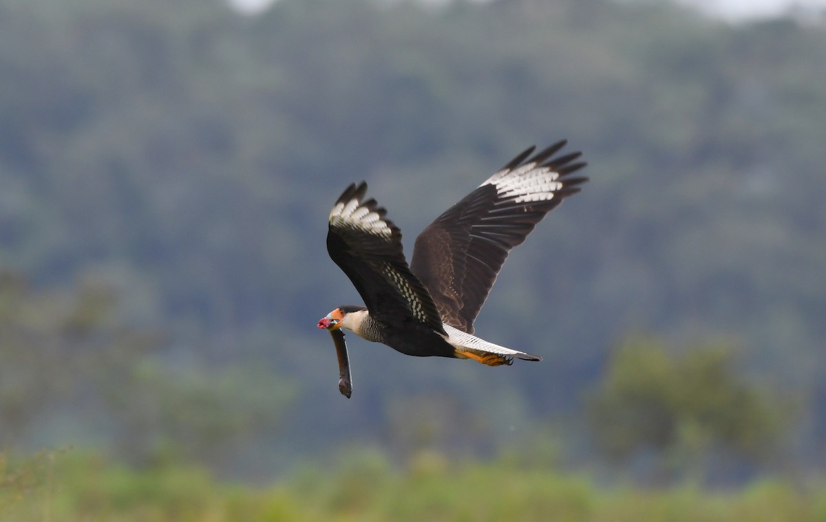 Crested Caracara - ML621778948