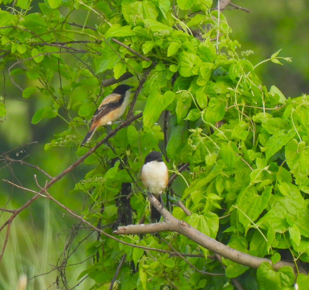 Pie-grièche schach (tricolor/longicaudatus) - ML621778966