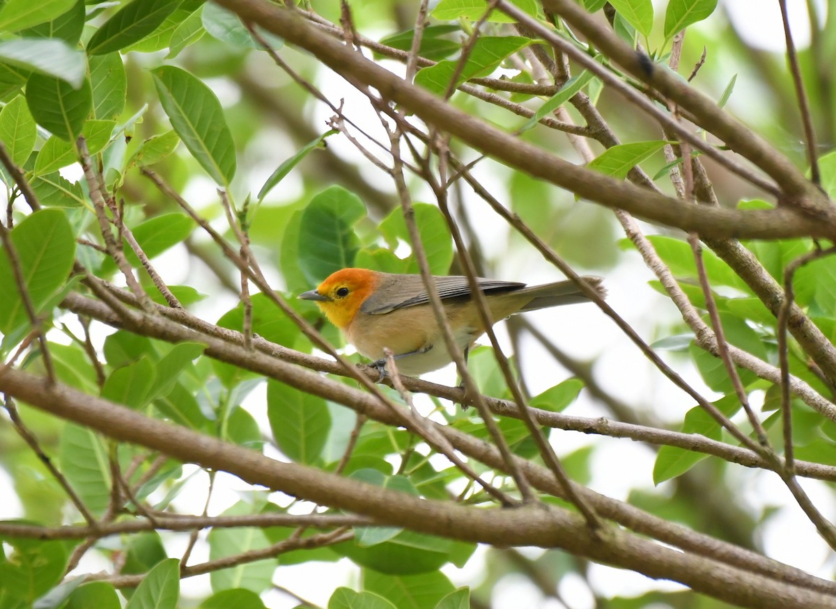 Orange-headed Tanager - ML621778968