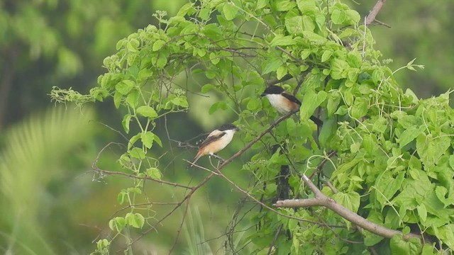 Alcaudón Schach (tricolor/longicaudatus) - ML621778973