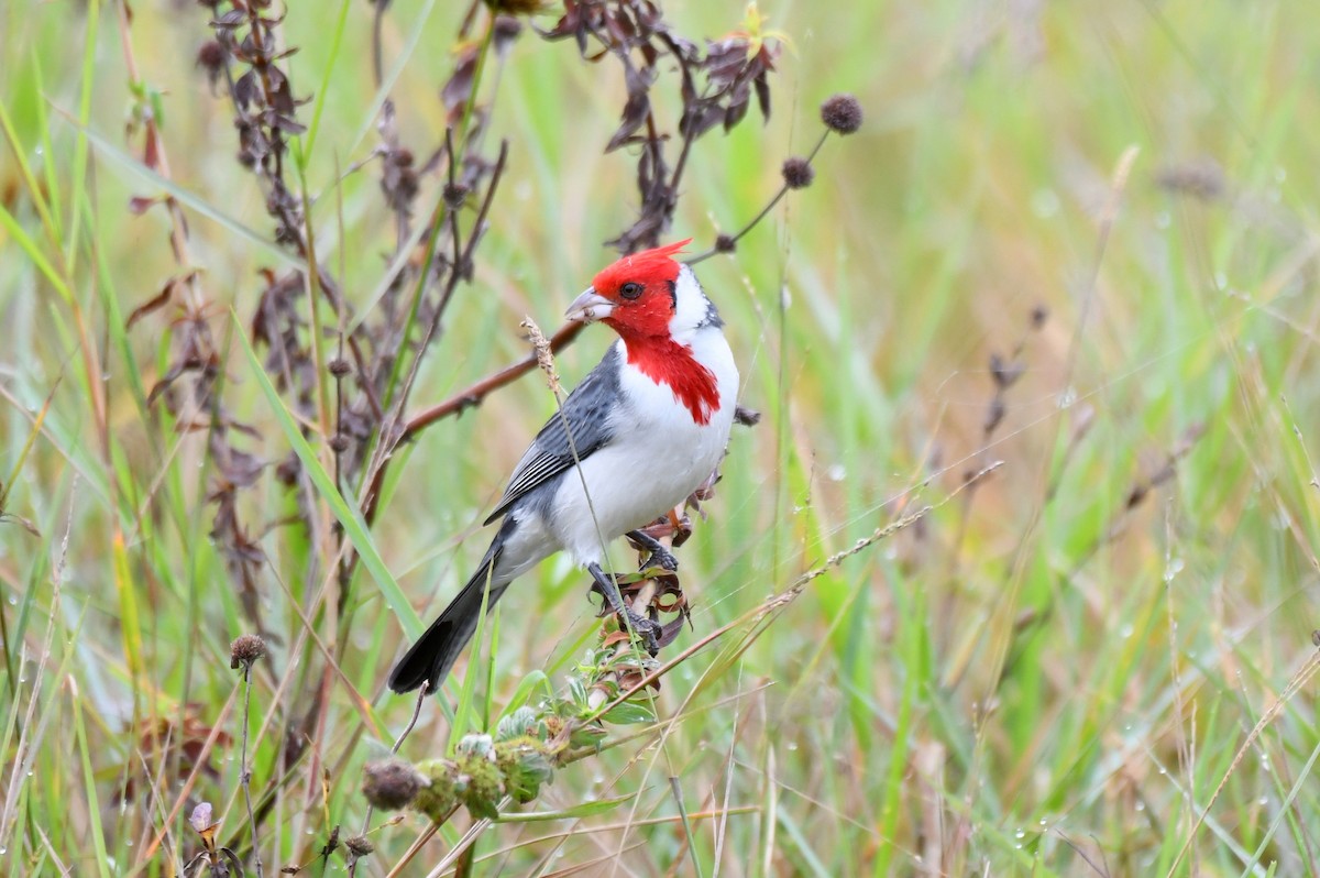 Red-crested Cardinal - Kenny Uéslei