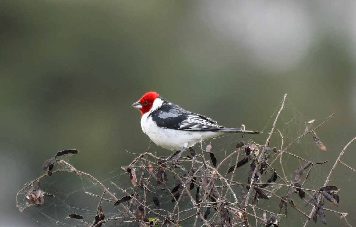 Red-cowled Cardinal - ML621778987